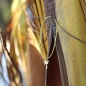 Preview: Silver+Surf Silber Schmuck Palme Gr S vergoldet